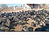 Pets & Livestock / Poultry & Fowl / Turkeys