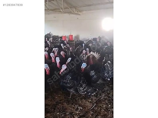 Pets & Livestock / Poultry & Fowl / Turkeys