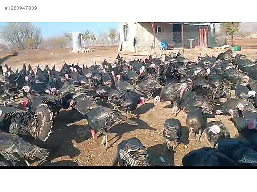 Pets & Livestock / Poultry & Fowl / Turkeys