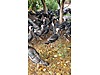 Pets & Livestock / Poultry & Fowl / Turkeys