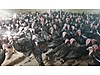 Pets & Livestock / Poultry & Fowl / Turkeys
