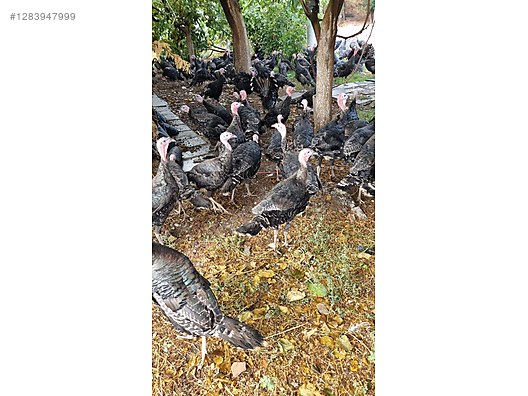 Pets & Livestock / Poultry & Fowl / Turkeys