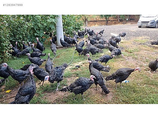 Pets & Livestock / Poultry & Fowl / Turkeys