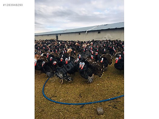 Pets & Livestock / Poultry & Fowl / Turkeys