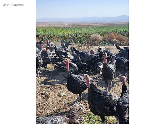 Pets & Livestock / Poultry & Fowl / Turkeys