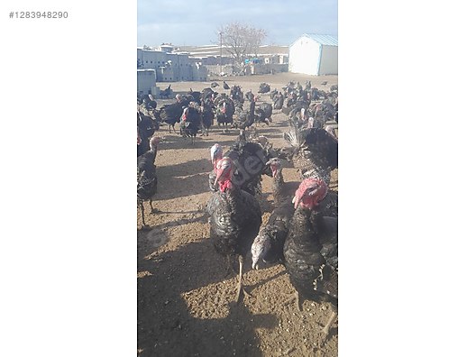 Pets & Livestock / Poultry & Fowl / Turkeys