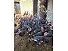 Pets & Livestock / Poultry & Fowl / Turkeys