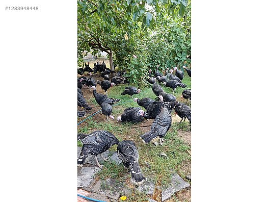 Pets & Livestock / Poultry & Fowl / Turkeys