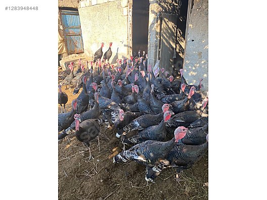 Pets & Livestock / Poultry & Fowl / Turkeys