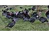 Pets & Livestock / Poultry & Fowl / Turkeys