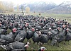 Pets & Livestock / Poultry & Fowl / Turkeys