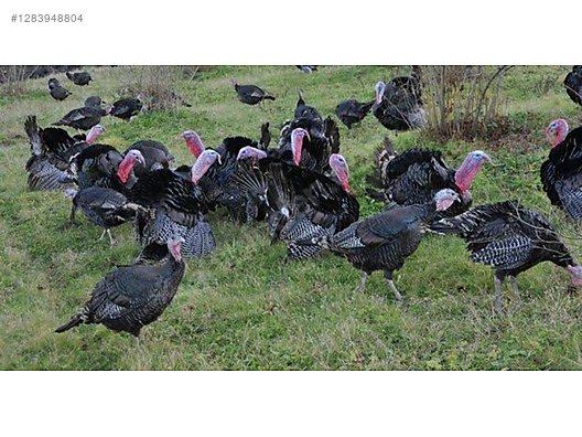 Pets & Livestock / Poultry & Fowl / Turkeys