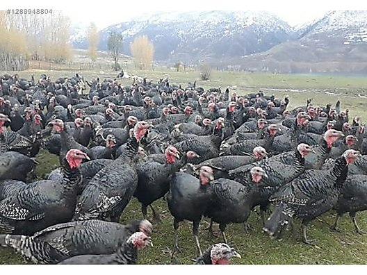 Pets & Livestock / Poultry & Fowl / Turkeys