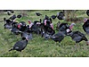 Pets & Livestock / Poultry & Fowl / Turkeys