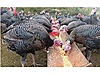 Pets & Livestock / Poultry & Fowl / Turkeys