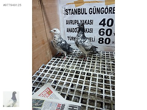 guvercin 1takim mukemmel mavi kespir posta sahibinden comda 977949125