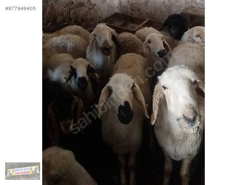 Koyun Sok Fiyat 500tl Den Ozgur Adak Kurban Tesisi Konum Atilir Sahibinden Comda 877949405