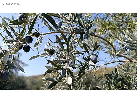 Used & Brand New Items / Foods & Feed / Delicatessen / Olives