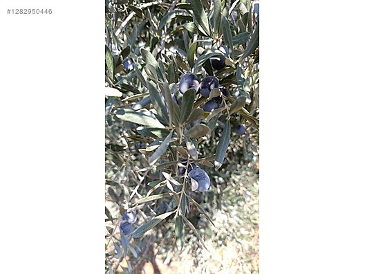 İkinci El ve Sıfır Alışveriş / Yiyecek & İçecek / Şarküteri / Zeytin