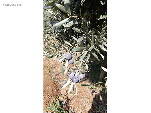 İkinci El ve Sıfır Alışveriş / Yiyecek & İçecek / Şarküteri / Zeytin