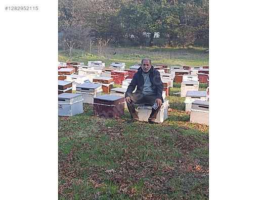 Hayvanlar Alemi / Böcekler / Arı