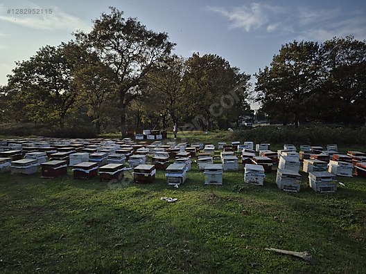 Hayvanlar Alemi / Böcekler / Arı