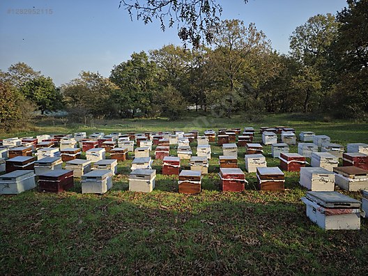 Hayvanlar Alemi / Böcekler / Arı