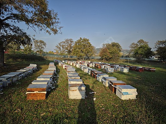 Hayvanlar Alemi / Böcekler / Arı