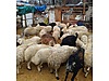 Pets & Livestock / Small Livestock / Lambs