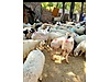 Pets & Livestock / Small Livestock / Lambs