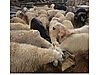 Pets & Livestock / Small Livestock / Lambs