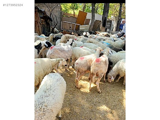 Pets & Livestock / Small Livestock / Lambs