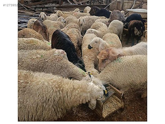 Pets & Livestock / Small Livestock / Lambs