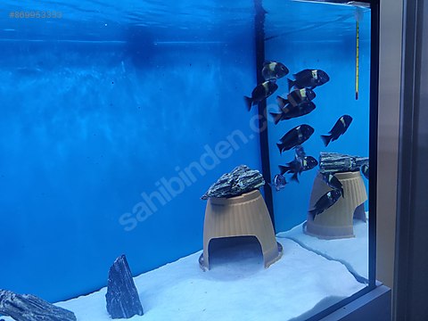 sahibinden