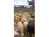 ADAK ADAKLIK ANKARA(ANKAMALL YANI)- HER YERE TESLİMAT #1275953414