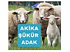 Pets & Livestock / Small Livestock / Sheep