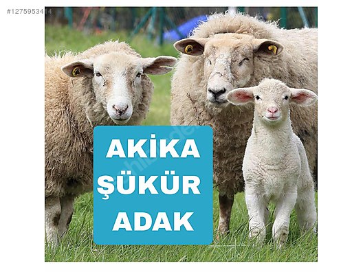 Pets & Livestock / Small Livestock / Sheep