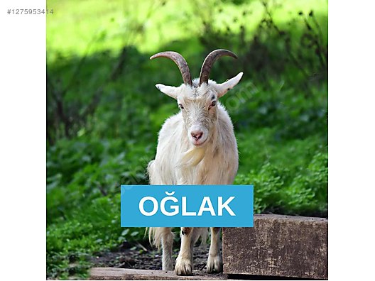 Pets & Livestock / Small Livestock / Sheep