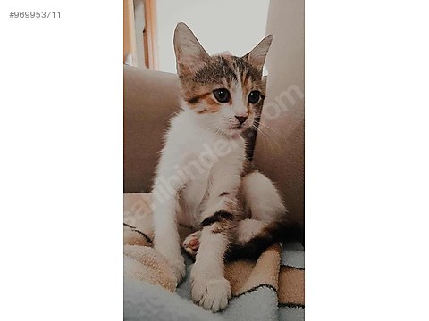 Kedi Diger Irklar Ucretsiz Kedi Sahiplendirme Sahibinden Comda 969953711