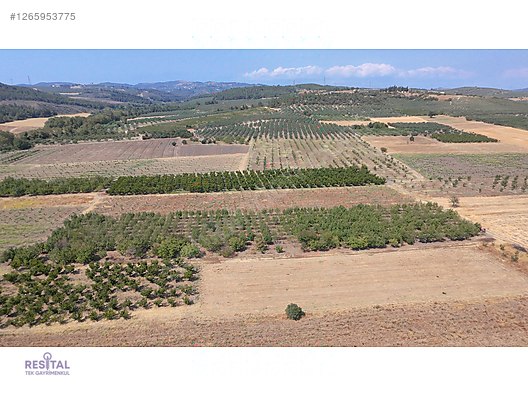 MUDANYA KÜÇÜKYENİCE'DE 6.000 M2 SATILIK ARAZİ