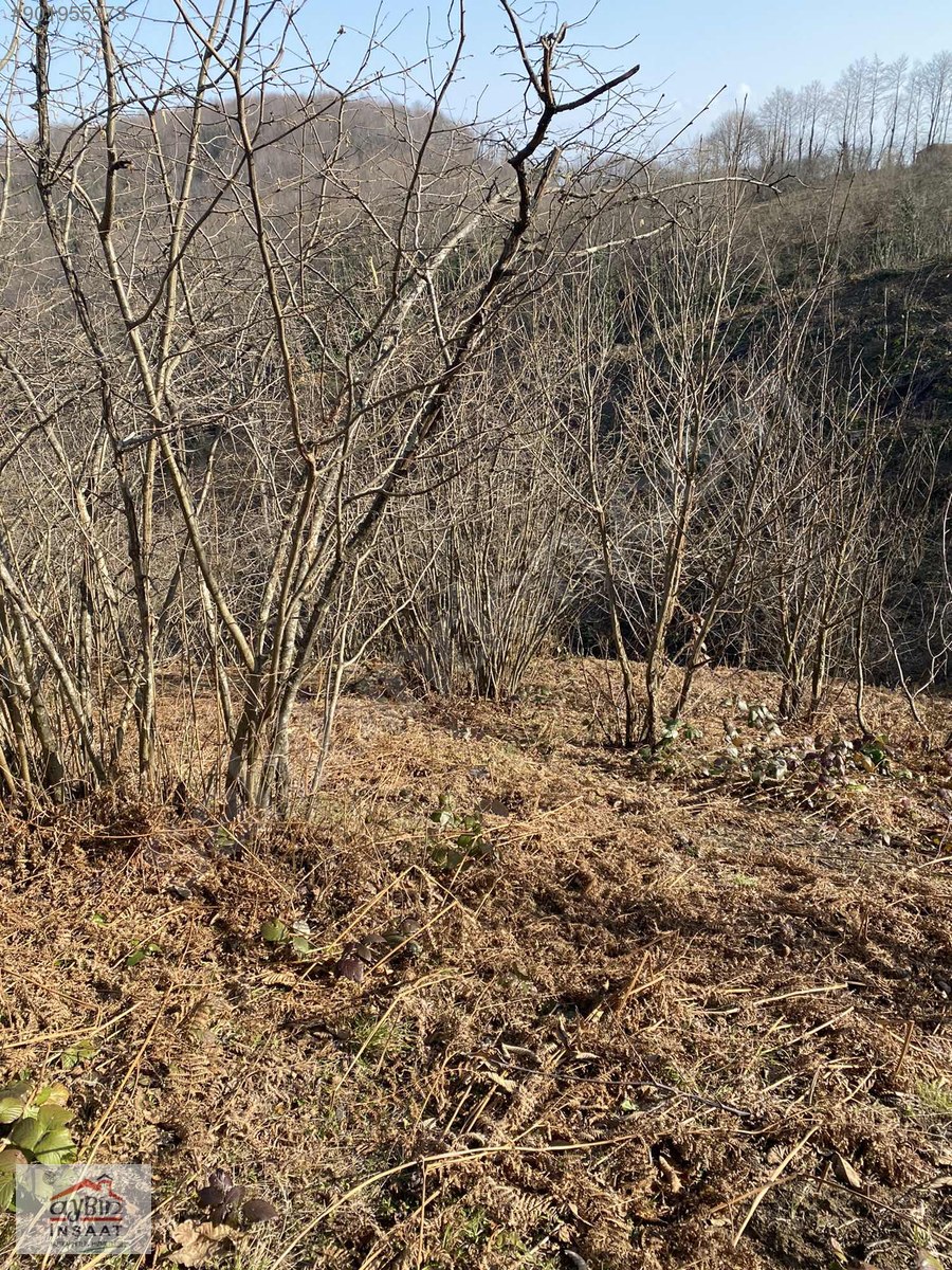 ORDU RERŞEMBEDE 20600M2 ÜZERİNDE ESKİ EVİ OLAN FINDIK BAHÇESİ Satılık