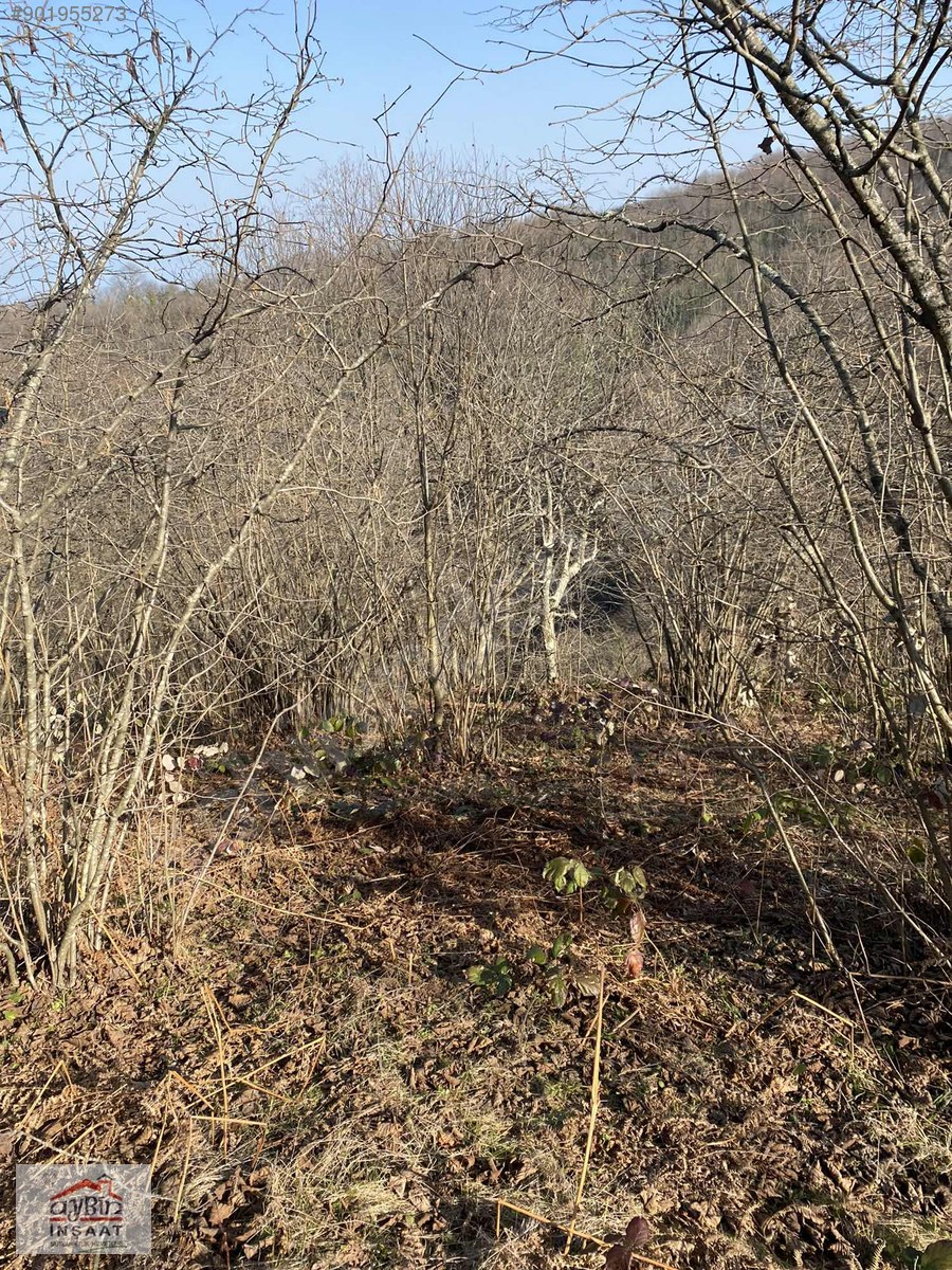ORDU RERŞEMBEDE 20600M2 ÜZERİNDE ESKİ EVİ OLAN FINDIK BAHÇESİ Satılık