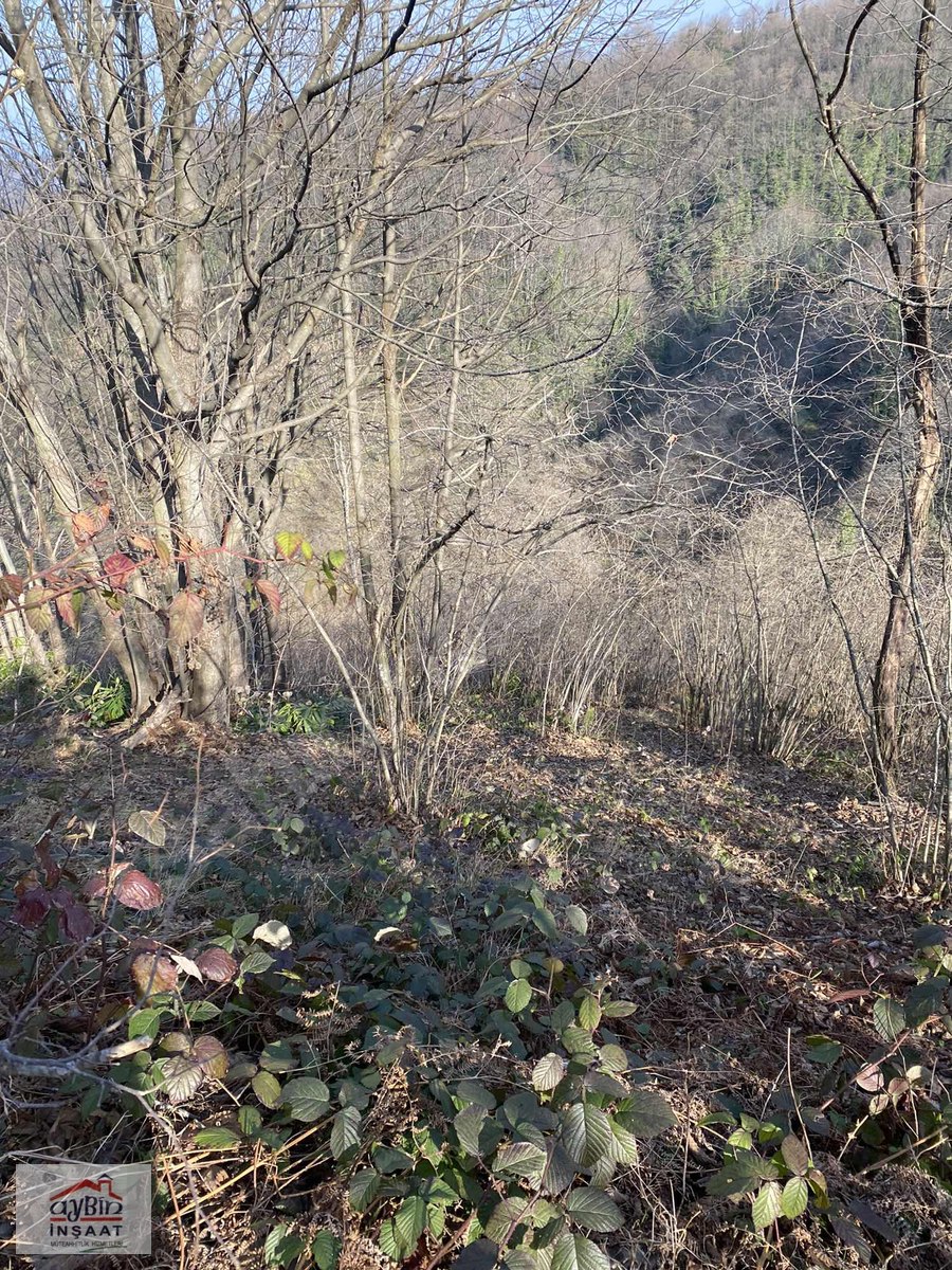 ORDU RERŞEMBEDE 20600M2 ÜZERİNDE ESKİ EVİ OLAN FINDIK BAHÇESİ Satılık