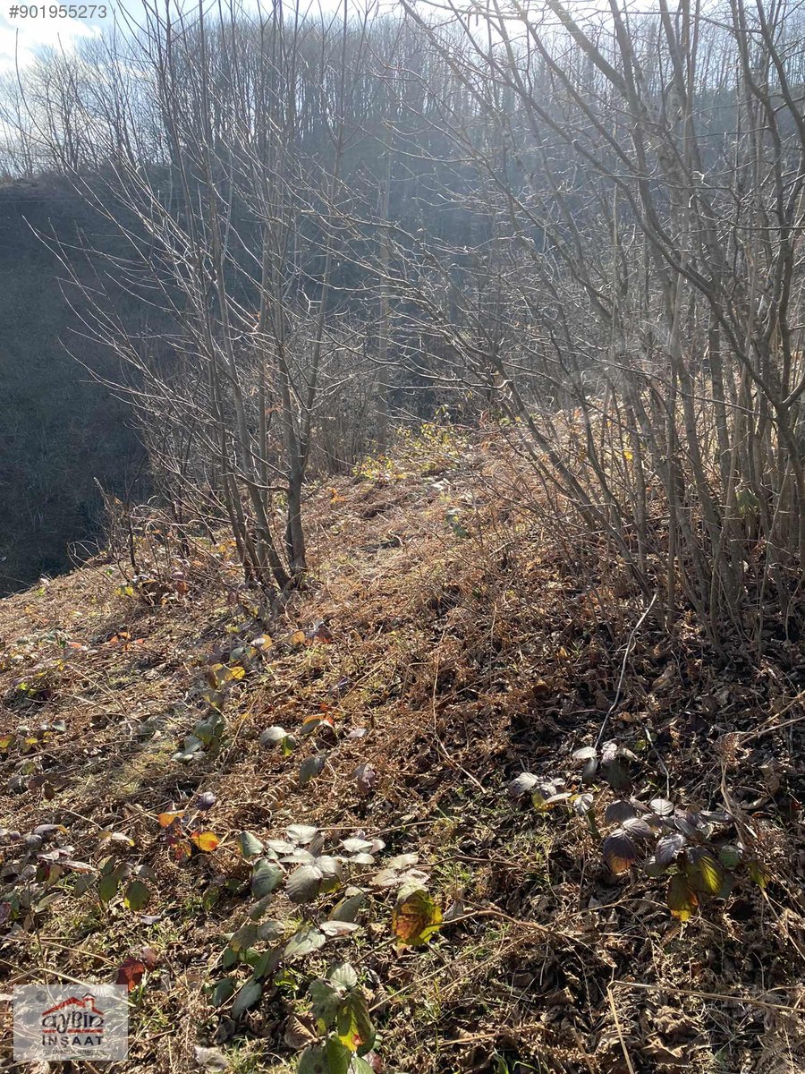 ORDU RERŞEMBEDE 20600M2 ÜZERİNDE ESKİ EVİ OLAN FINDIK BAHÇESİ Satılık