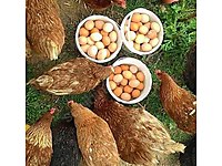 YUMURTAYA BAŞLADILAR KAPI TESLİM 81 İL #1163957461