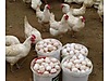 Pets & Livestock / Poultry & Fowl / Chickens