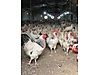 Pets & Livestock / Poultry & Fowl / Chickens