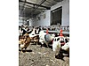 Pets & Livestock / Poultry & Fowl / Chickens