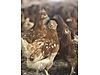 Pets & Livestock / Poultry & Fowl / Chickens
