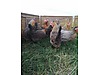 Pets & Livestock / Poultry & Fowl / Chickens